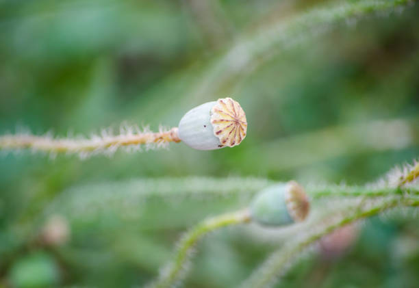 istock Grass flower bud in a field in a spring season, the image in selective focus. 1563930245