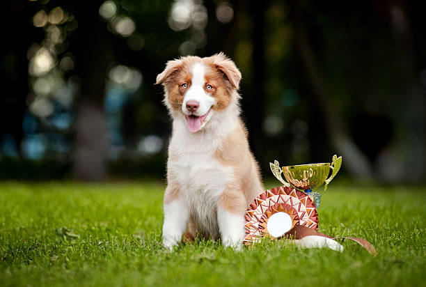 little puppy and his award cup stock photo