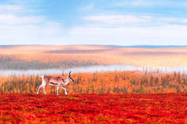 A unicorn reindeer walking early in an autumn morning near Saariselkä, northern Finland.