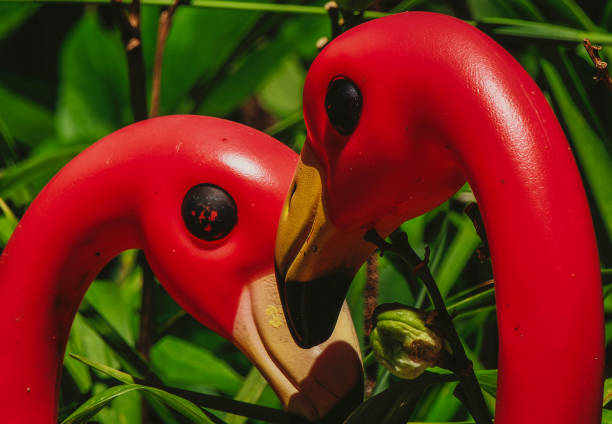 istock Ping Flamingo heads almost touch 1563934957