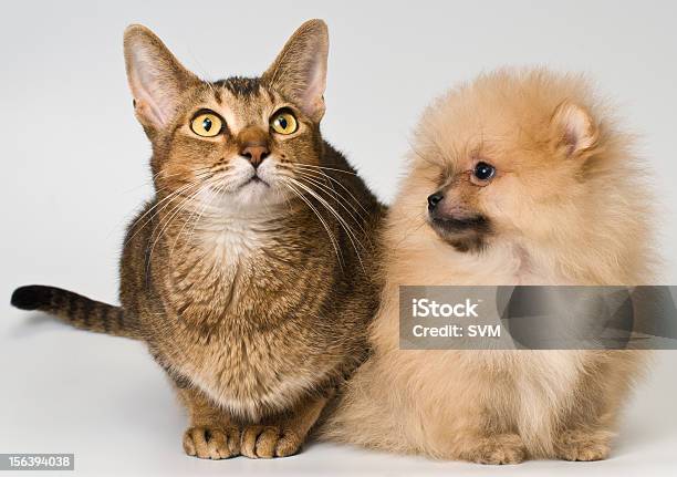 猫と子犬スピッツ犬のスタジオ - イヌ科のストックフォトや画像を多数ご用意 - イヌ科, スタジオ, スピッツ犬種