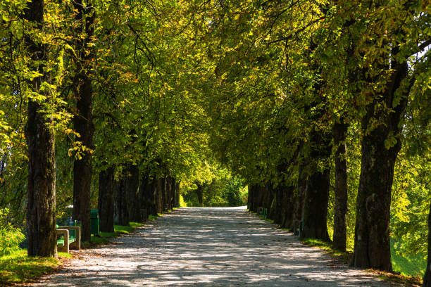 istock A tree-lined road Ljubljana, Slovenia 1563951050