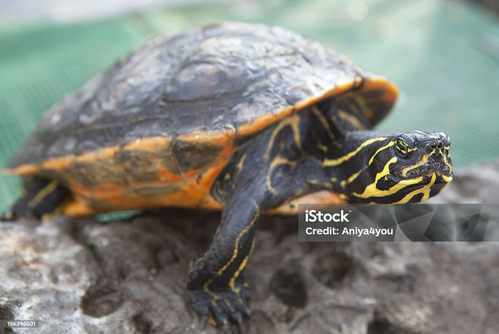 Little turtle com listras amarelas - Foto de stock de Amarelo royalty-free