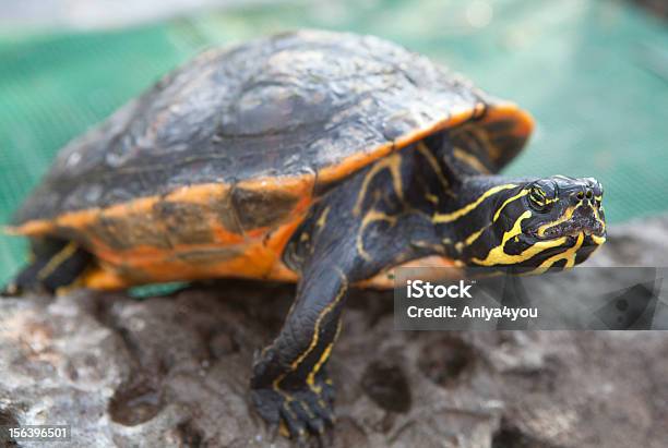 Foto de Little Turtle Com Listras Amarelas e mais fotos de stock de Amarelo - Amarelo, Animal, Fotografia - Imagem