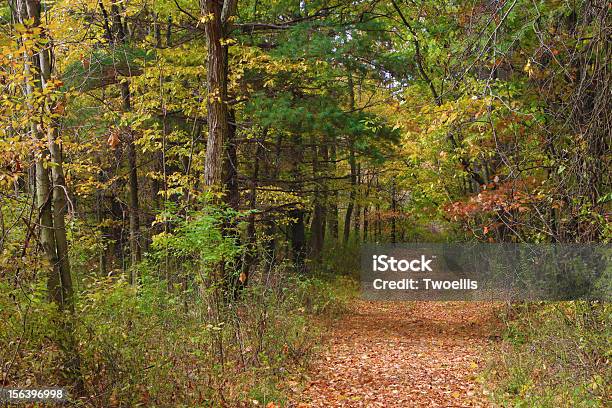 Jesień Ścieżka - zdjęcia stockowe i więcej obrazów Bez ludzi - Bez ludzi, Drzewo, Fotografika