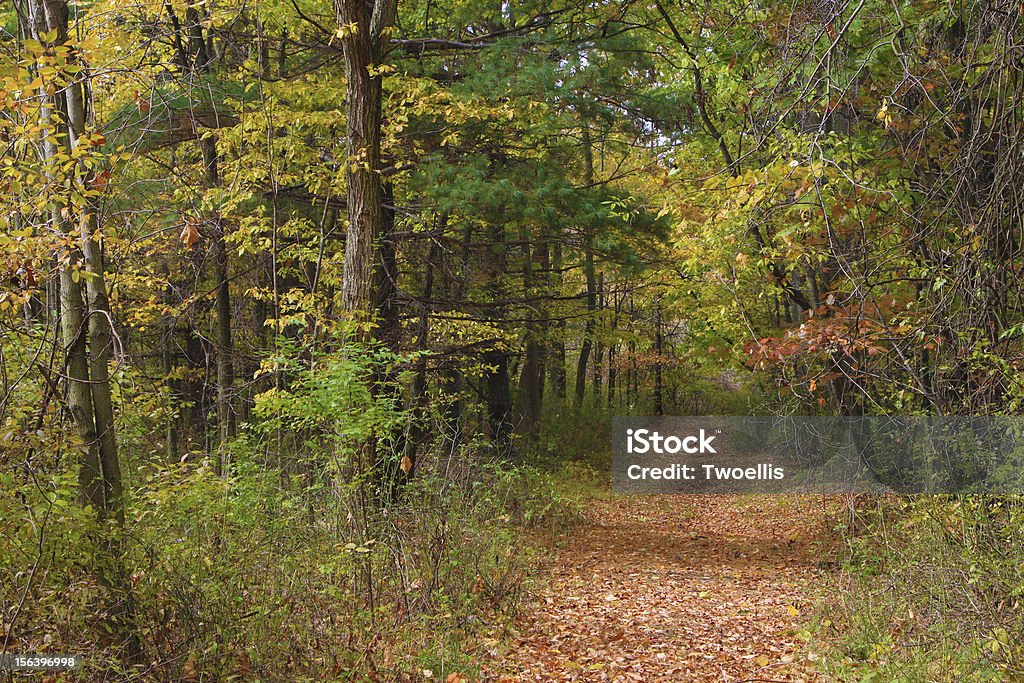 Caminho de outono - Foto de stock de Bosque - Floresta royalty-free