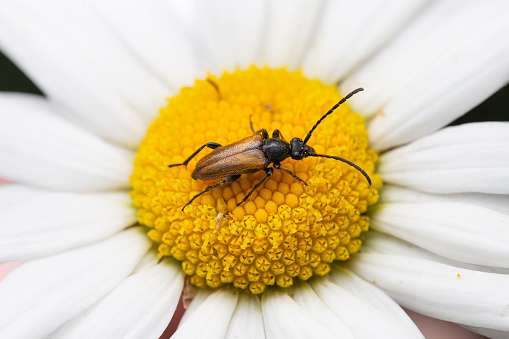 Fairy-ring Longhorn Beetle (Pseudovadonia livida) sitting on flower of White Daisy (Leucanthemum vulgare)