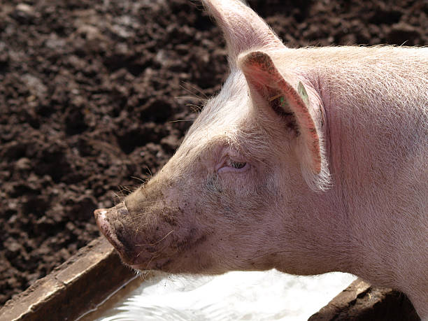 istock Pig at trough on farm 156397034
