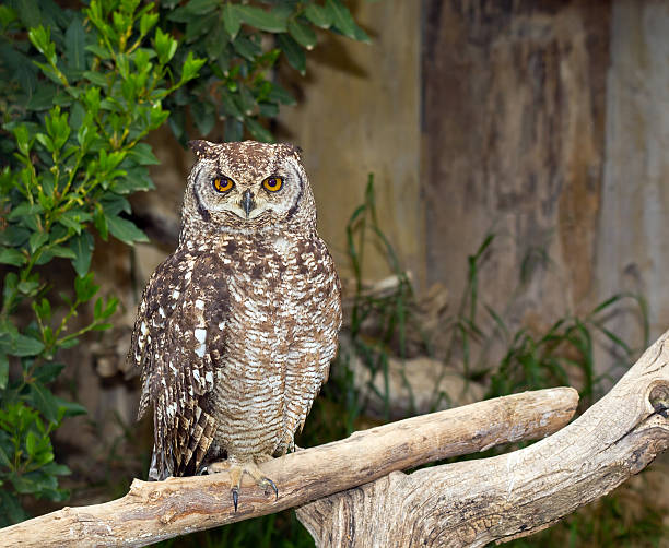 dropiaty puchacz (bubo africanus) - dropiaty zdjęcia i obrazy z banku zdjęć