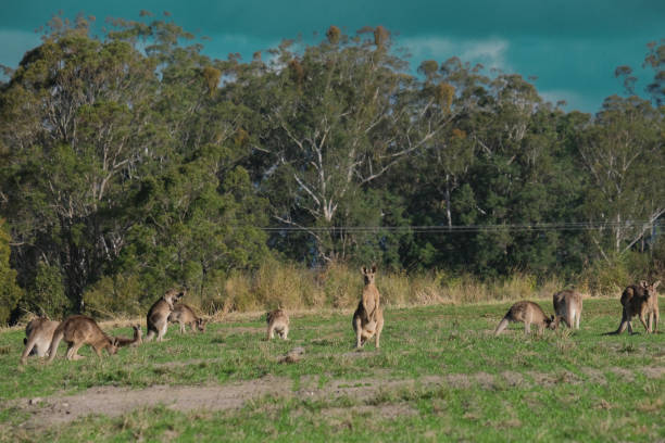 istock Group of Kangaroos in a field 1563985429