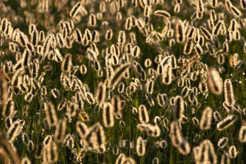 Naturaleza-Meadow completo de orejas de maíz photo