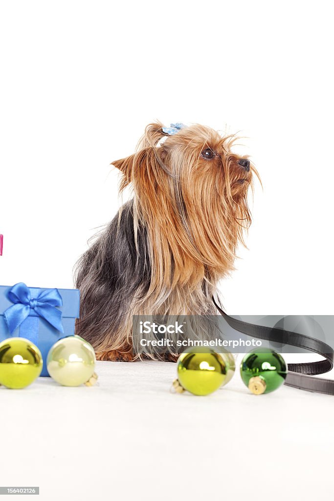 yorkshire terrier com caixas de presente - Royalty-free Animal Foto de stock