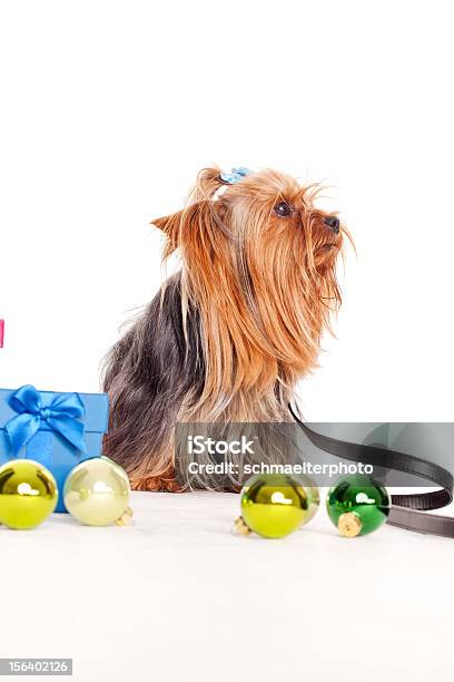 Yorkshire Terrier Com Caixas De Presente - Fotografias de stock e mais imagens de Animal - Animal, Animal de Estimação, Bola de Árvore de Natal