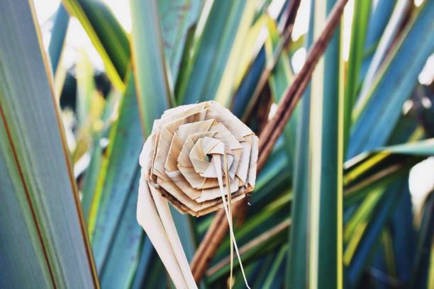 Putiputi Flower Woven from New Zealand Flax A Putiputi is the Maori Te Reo name for a woven flower made from the New Zealand Flax leaves. maori weaving artwork stock pictures, royalty-free photos & images