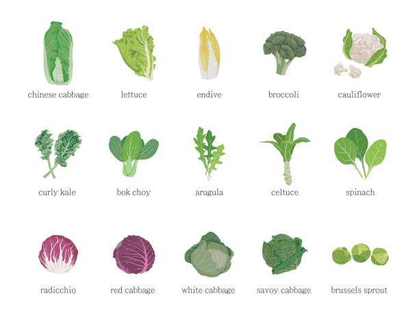 Set of different vegetables. Set of different vegetables. Lettuce leaf and cabbage on white background. white cabbage stock illustrations