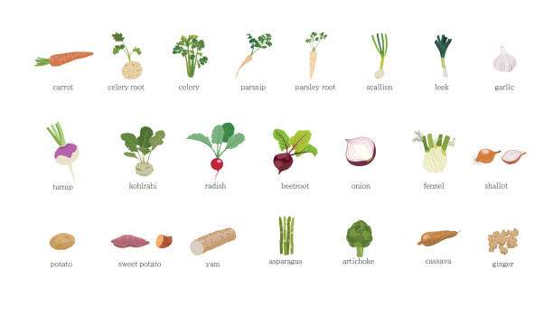illustrations, cliparts, dessins animés et icônes de variété de légumes-racines sur fond blanc. - artichoke celery radish kohlrabi