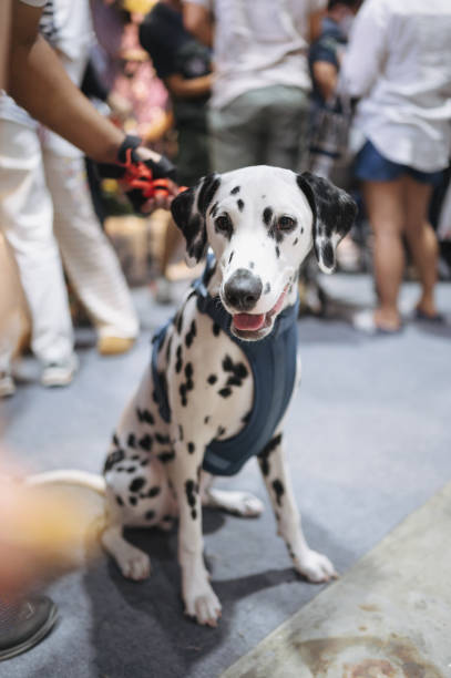istock Close-up Dalmatian pets dog with his owner 1564048850