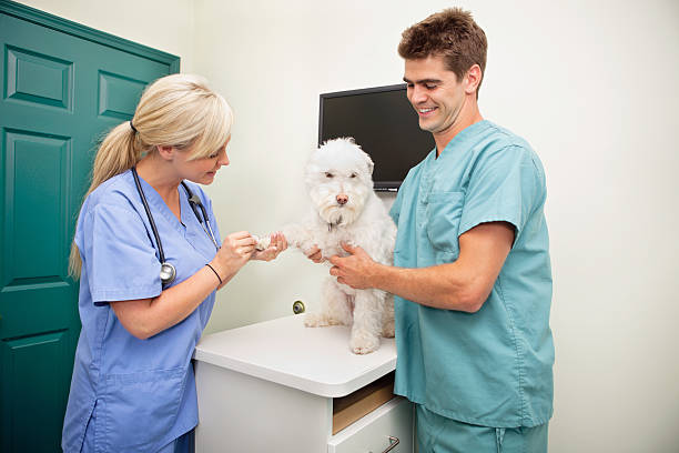 istock Examining dog's paw 156405396