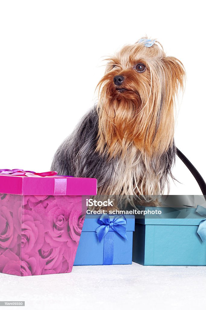 yorkshire terrier mit Geschenk-Boxen - Lizenzfrei Christbaumkugel Stock-Foto