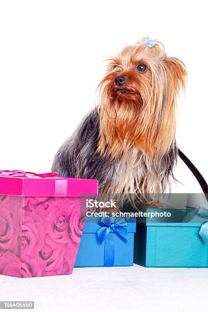 Yorkshire Terrier Mit Geschenkboxen Stockfoto und mehr Bilder von Christbaumkugel - Christbaumkugel, Dekoration, Feiern