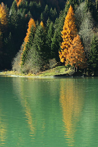 осень на озеро - day autumn beauty in nature belluno стоковые фото и изображения