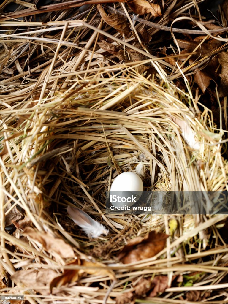 Nido de Pájaro con huevos - Foto de stock de Conceptos libre de derechos