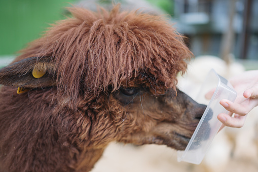 Poeple Feeding food to alpaca in zoo