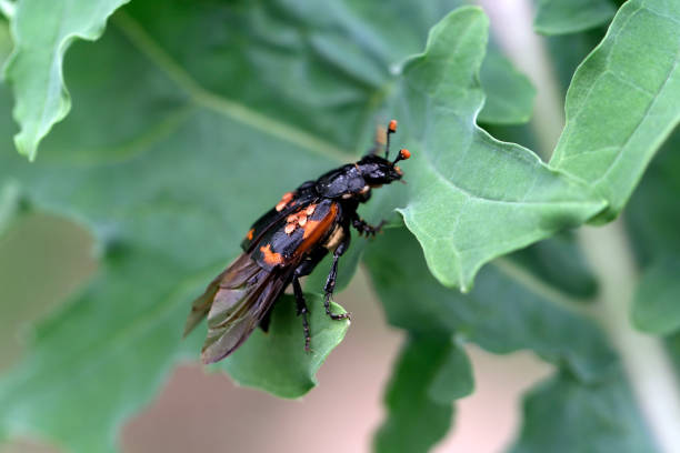 Burying beetle with symbiotic mites on back with wings extended preparing to fly close up.