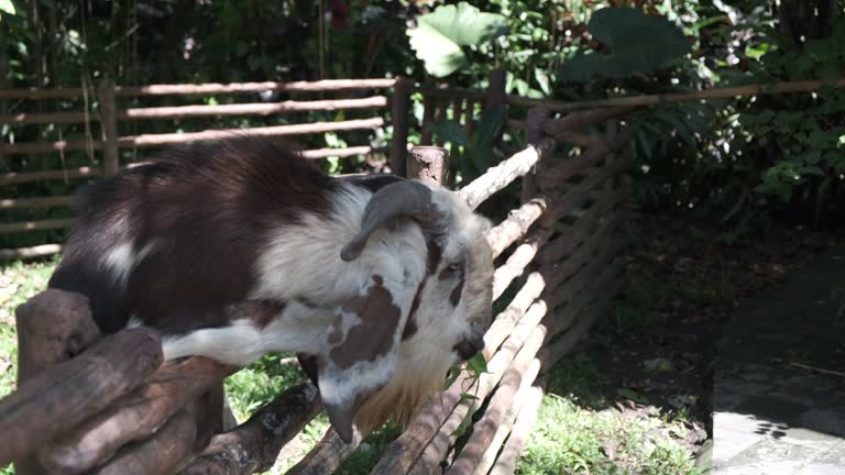 Unrecognizable Tourist Feeding Goat at the Zoo