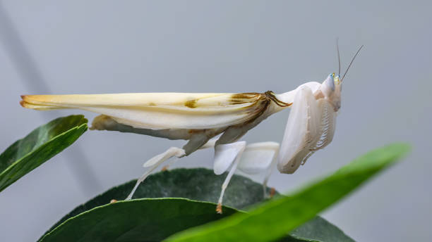 Mantis Orchid The orchid mantis has a graceful and delicate body, with shades of white, pink and mauve that perfectly mimic the vivid colors of the petals of a flowering orchid. Its front legs are elongated and have small appendages, similar to petals, which accentuate its floral illusion. This clever camouflage allows it to skilfully blend into the bushes and foliage where it hides while waiting for prey. orchid mantis stock pictures, royalty-free photos & images