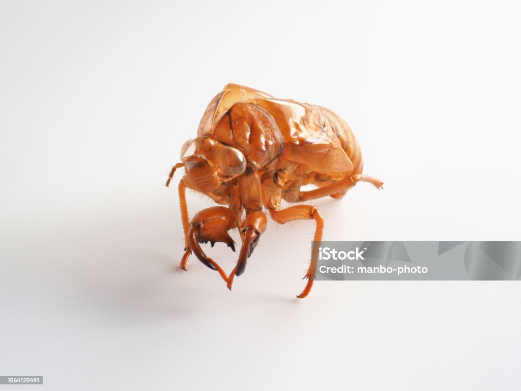 Cia Dia Shell Cicada Shell White Background Image Stock Photo - Download Image Now ...