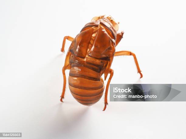 Cicada Shell Pattern Cicada Shell White Background Image Stock Photo - Download Image Now ...