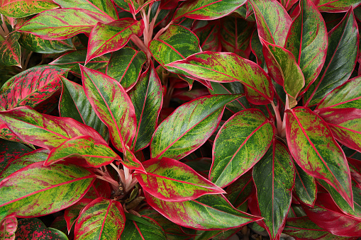 Aglaonema plant. Aglaonema also known as Chinese evergreens plant. Beautiful colorful leaves Aglaonema plant texture in nature. Nature background