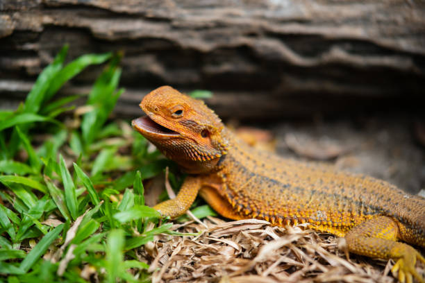 istock bearded dragon on ground with blur background 1564127178