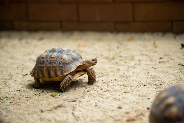 istock Sucata tortoise on the ground 1564127200