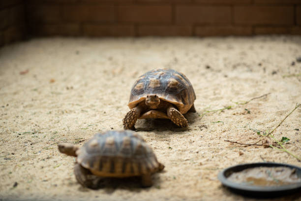 istock Sucata tortoise on the ground 1564127201