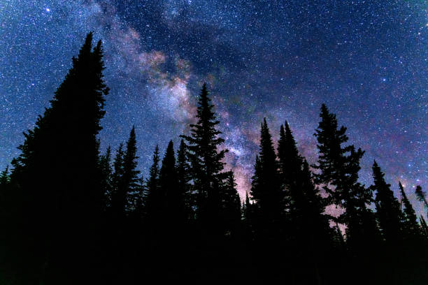 istock Milky Way Galaxy at Night with Trees in Dark Sky Area 1564129042