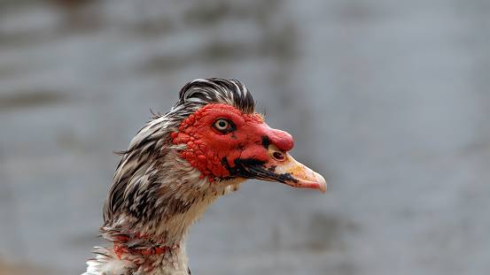 One dirty mallard duck bird waterfowl closeup after being attacked by geese in Hida no Sato folk village lake pond in Gifu prefecture, Takayama, Japan