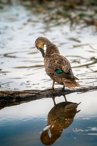 Pacific black duck grooming by a lake