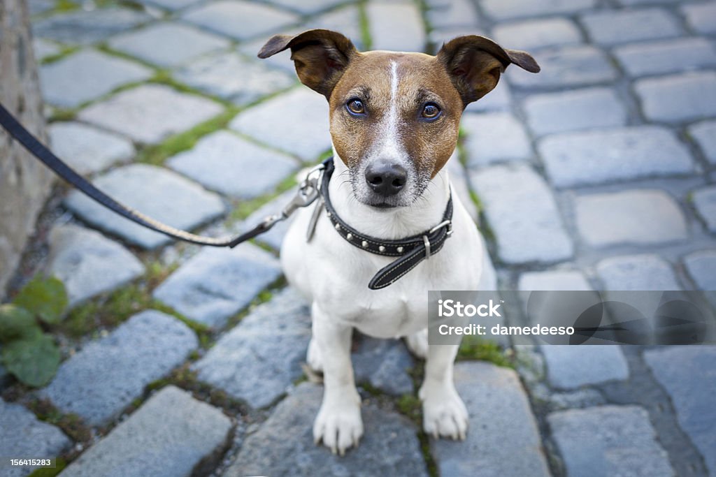 Sem-abrigo, cão solitário com Coleira de Cachorro - Royalty-free Animal Foto de stock