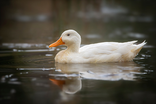 White duck swimming on a lake