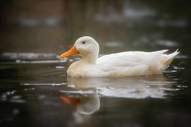 Duck on a lake stock photo