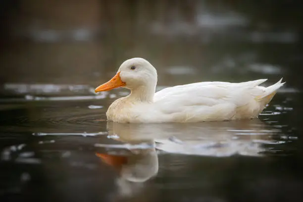 Photo of Duck on a lake