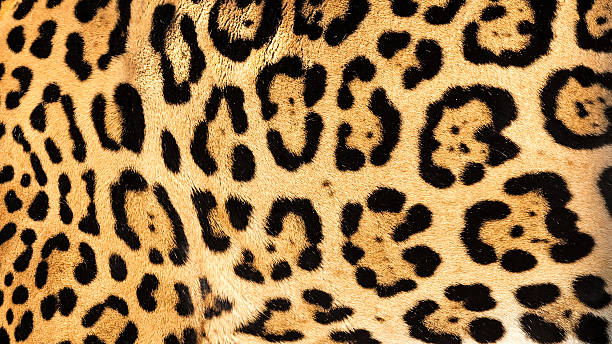 istock Real Live Jaguar Skin Fur Texture Background 156416018