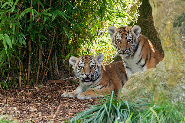 istock Two Adorable Amur Tiger Cubs Hiding in Shelter 156416105