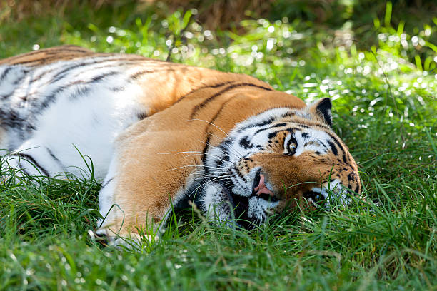 istock Beautiful Amur Tiger Lying Down Resting in Grass 156416129