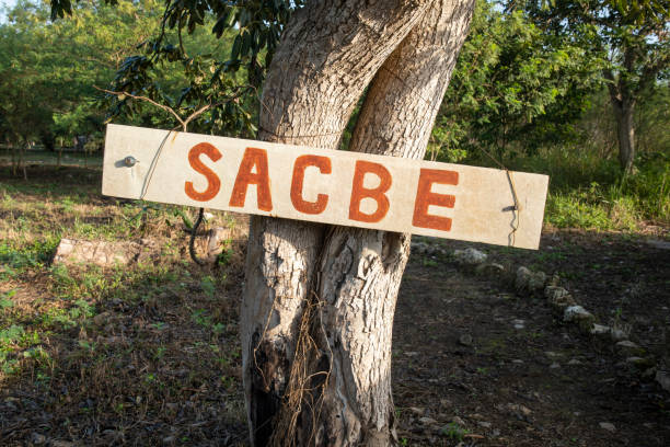 istock Sacbe sign meaning white road in Mayan 1564166365