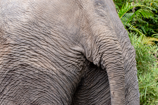 Front view of a African male elephant in the Kruger National Park in South Africa
