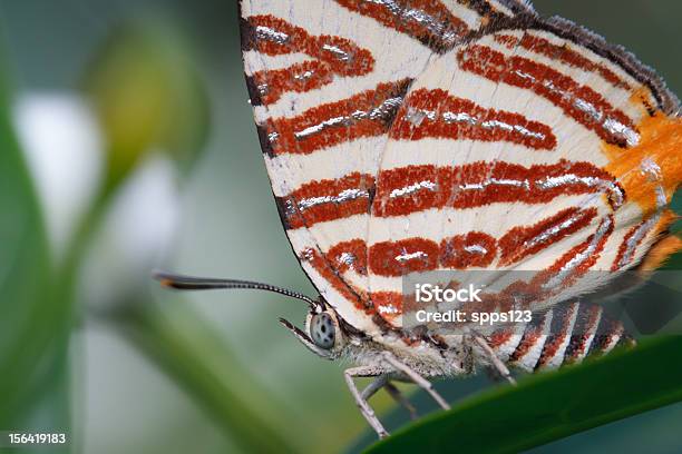 스트라이프 Wing 나비 경외감에 대한 스톡 사진 및 기타 이미지 - 경외감, 곤충, 귀여운