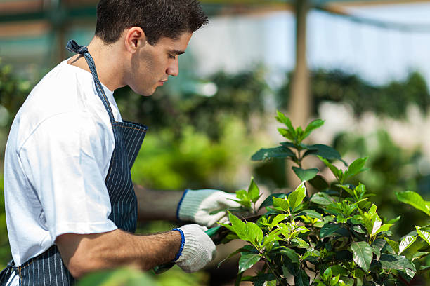 istock A gardener trimming the leaves on a shrub 156419788